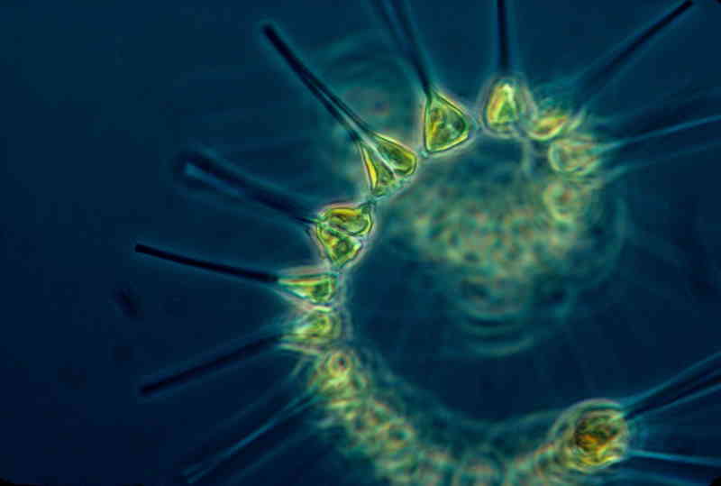 Le phytoplancton